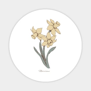 Narcissus Magnet